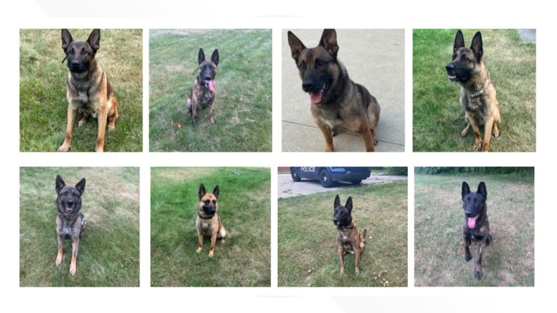How you can help GRPD K9s get bullet-resistant vests [Video]