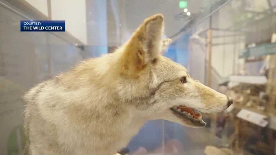 The Wild Center is now a Smithsonian Affiliate [Video]