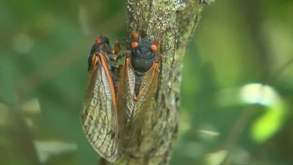 Wisconsin DNR issues warning for ‘harvesting’ cicadas [Video]