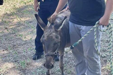 Look: Two runaway donkeys rounded up by Virginia State Police [Video]
