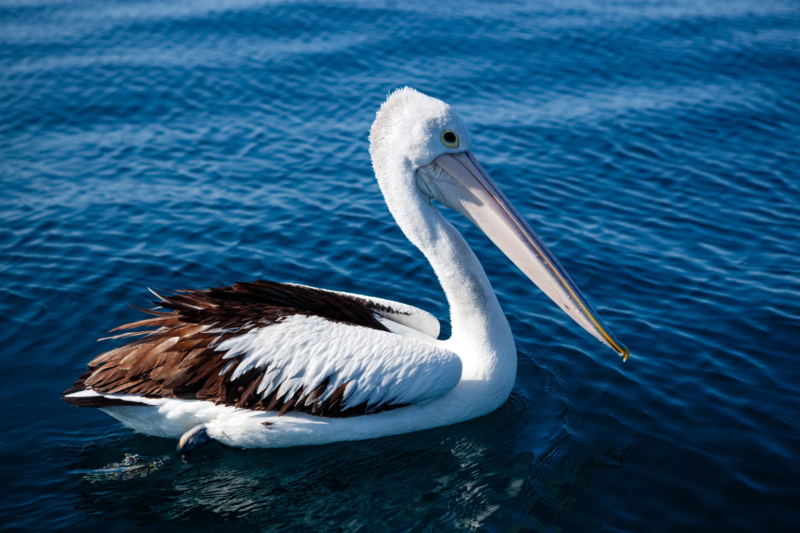 Long Beach aquarium releases rehabilitated pelicans [Video]