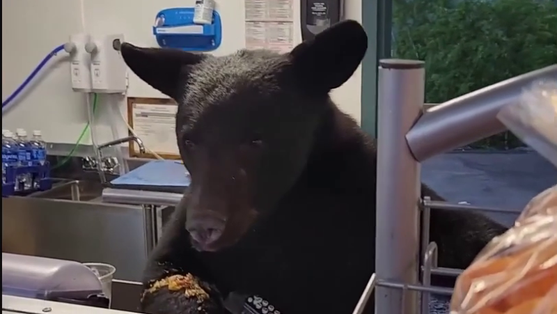 Bear makes ‘contact’ with TN park employee, video shows