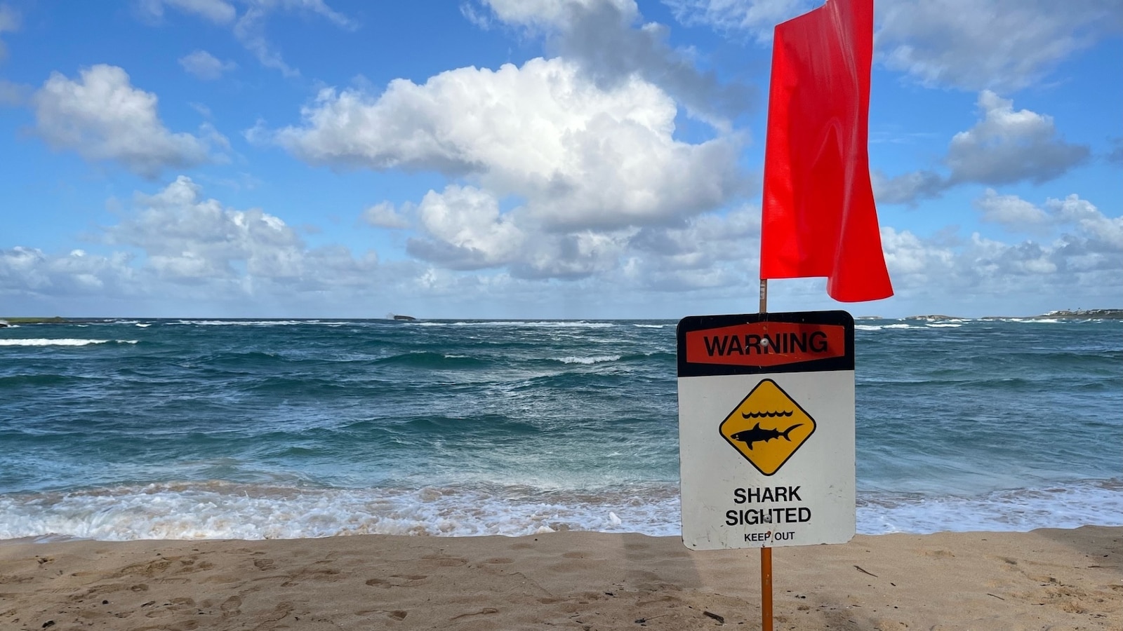 20-year-old injured in potential shark attack in Hawaii [Video]