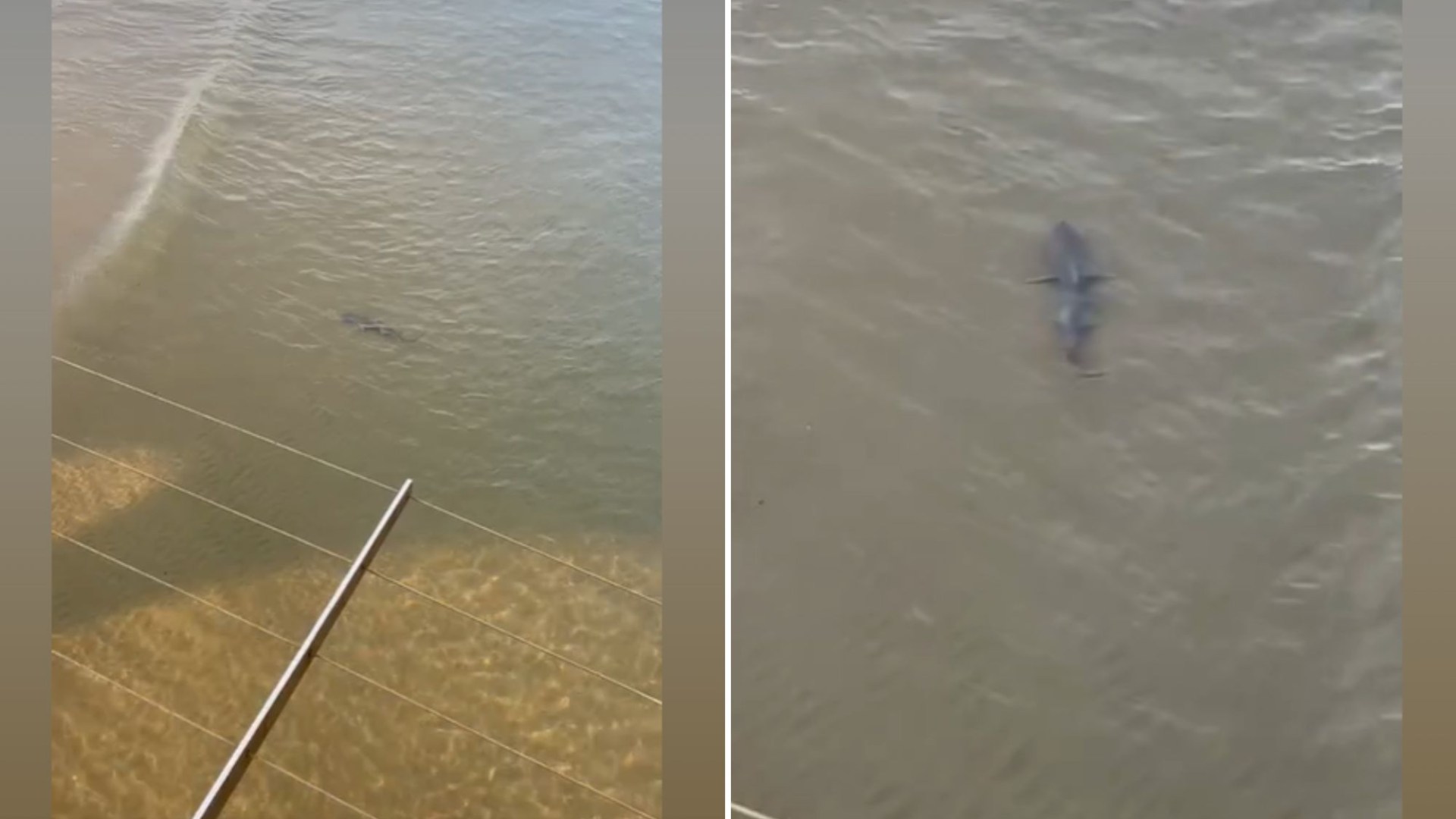 Jaw-dropping clip shows massive 11ft shark circling waters around packed Bournemouth beach [Video]