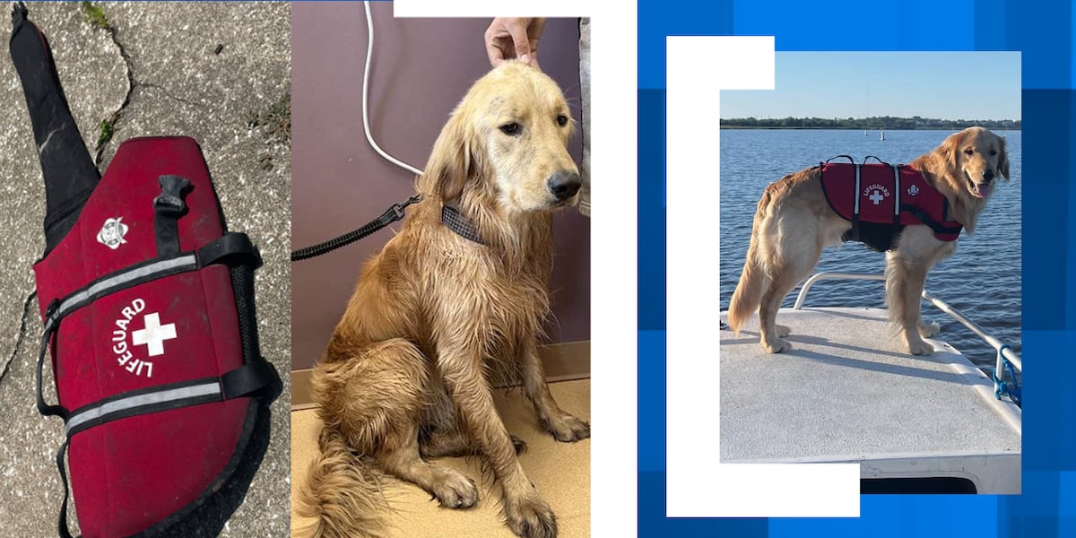 Lost dog found alive 36 hours after boating accident [Video]
