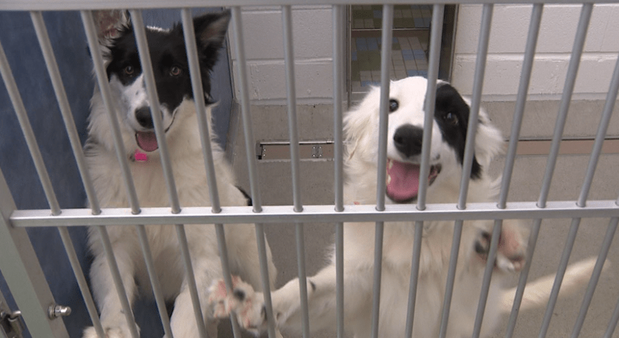 After taking in 900 animals this month, NoCo Humane needs help [Video]