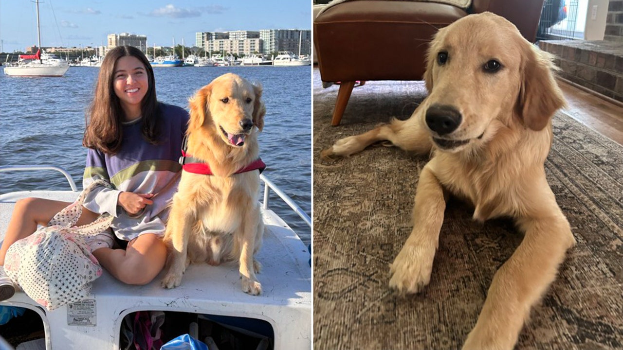 Lost dog in Charleston reunited with family two days after boating accident [Video]