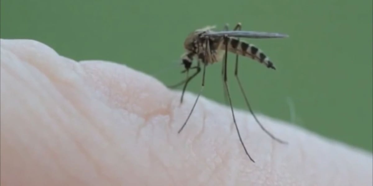 How likely is West Nile Virus following increase of mosquitos? [Video]