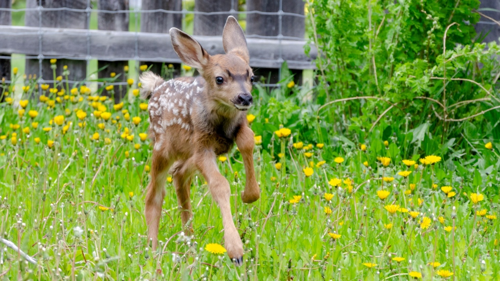 Alberta Institute for Wildlife Conservation full of fawns [Video]