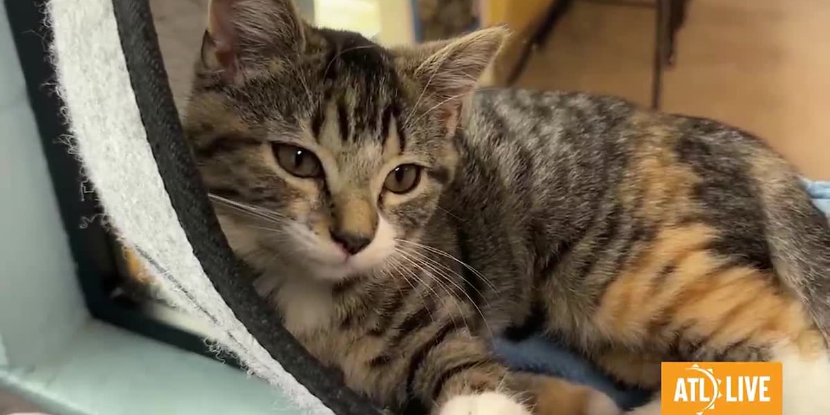 Pet of the Week: Kitten Season [Video]