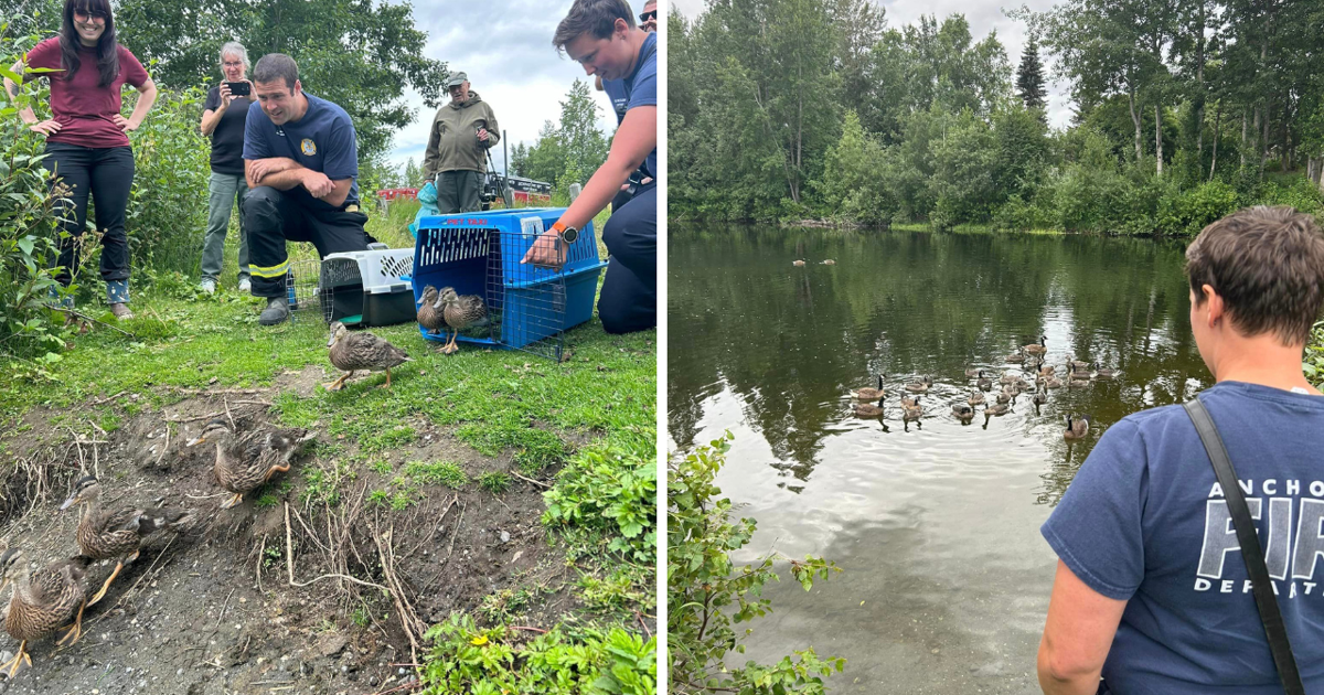Ducklings Rescued from Anchorage Storm Drain Thriving at Waldron Pond | Homepage [Video]