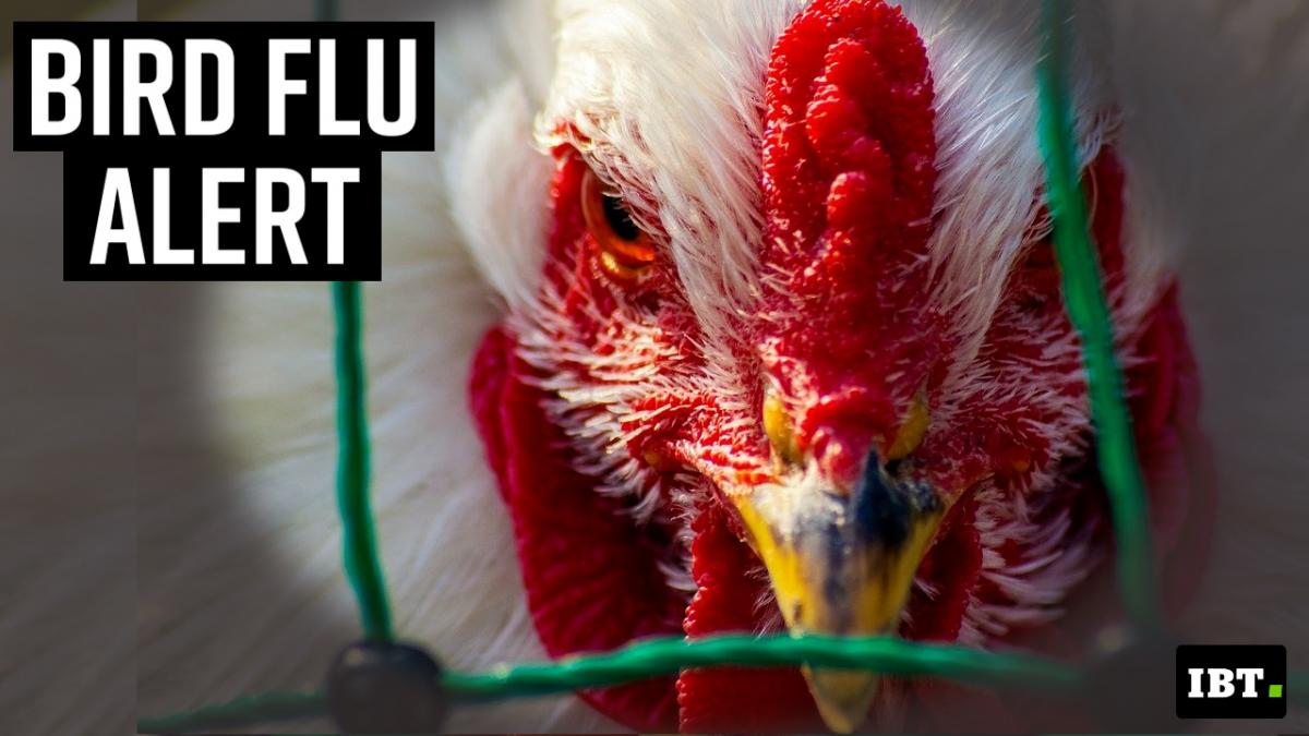 Avian flu virus may be more infectious to humans from cattle than from birds: research [Video]