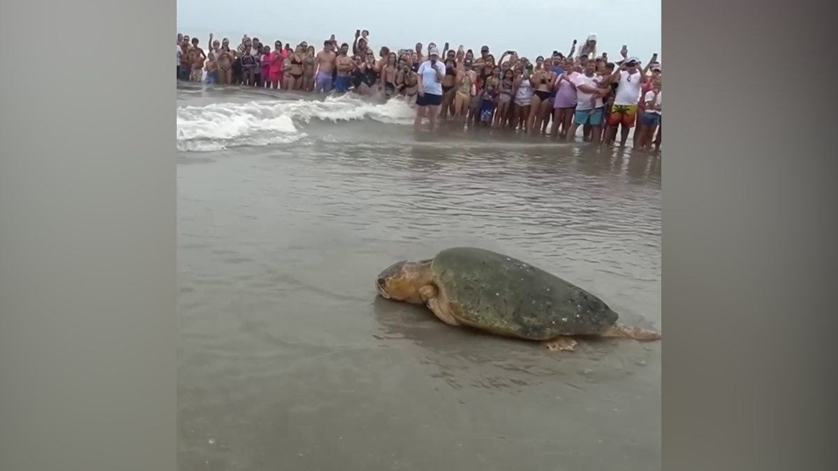 Huge loggerhead sea turtle released in Florida  NBC 6 South Florida [Video]