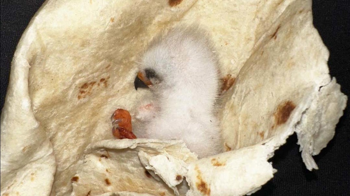 Texas family wraps baby bird in warm tortilla to keep is safe [Video]