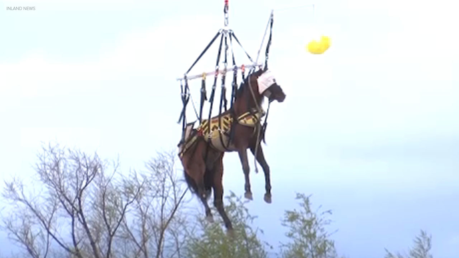 Horse airlifted to safety after getting stuck in Santa Ana River in Riverside County [Video]