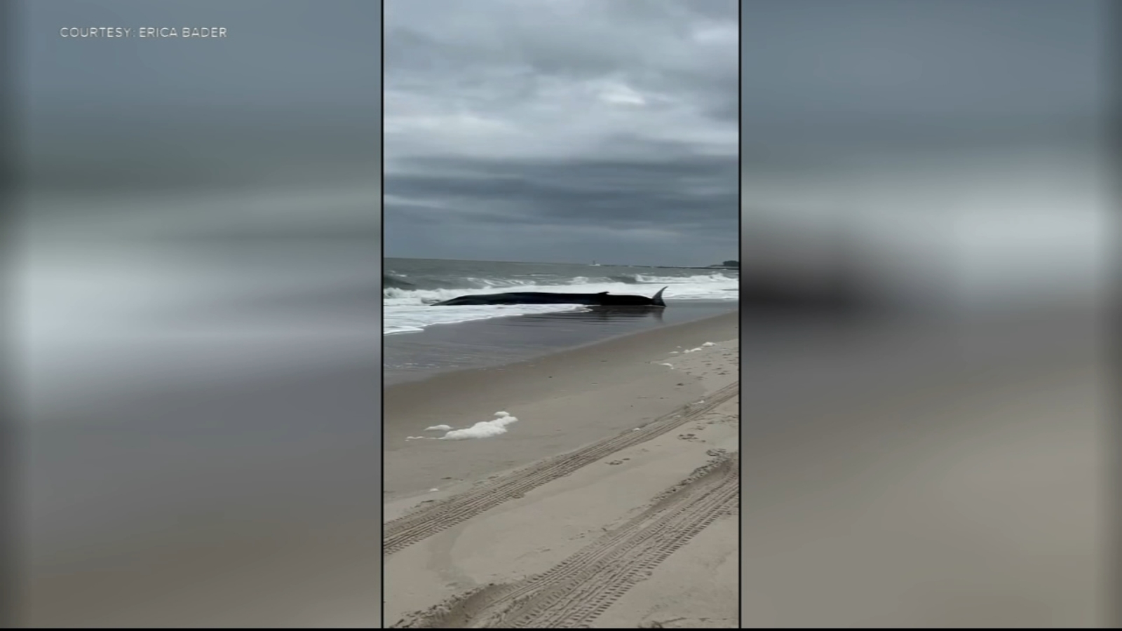 Beached whale found in Delaware near Indian River Inlet Bridge; Marine Education, Research, and Rehabilitation Institute assists [Video]