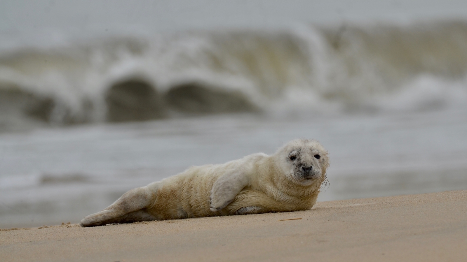 Baby seal rescued at Cape Henlopen State Park in Sussex County, Delaware [Video]