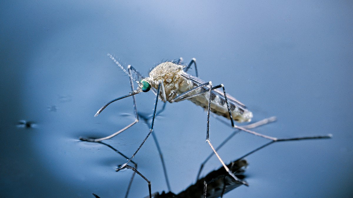 Mosquitos in Delaware County test positive for West Nile Virus  NBC10 Philadelphia [Video]