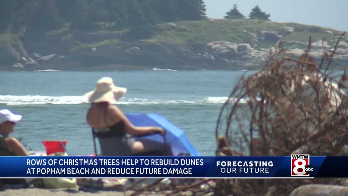 Maine beach using donated Christmas trees to restore sand dunes [Video]