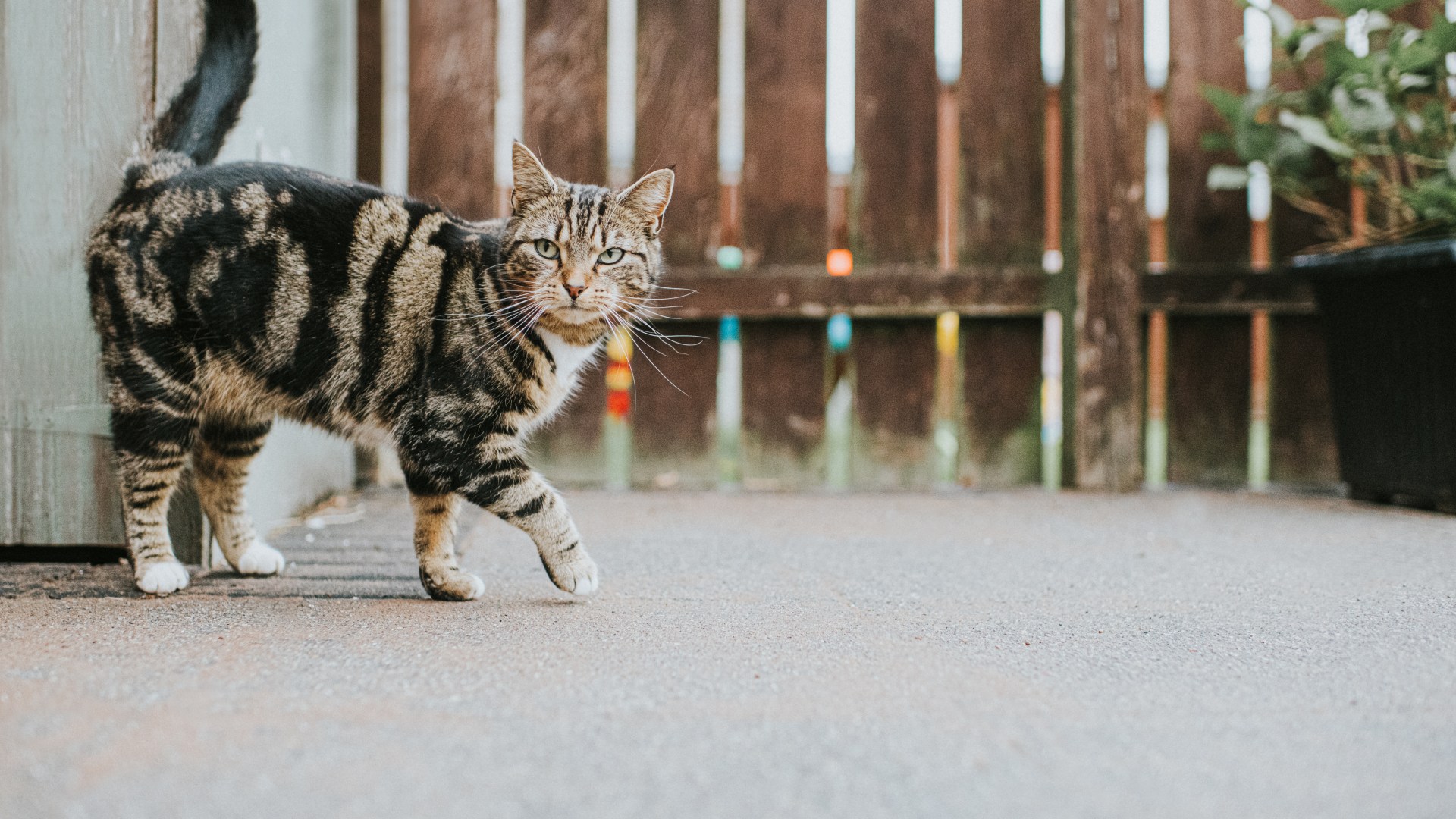 Is it illegal to feed stray cats in your garden? [Video]