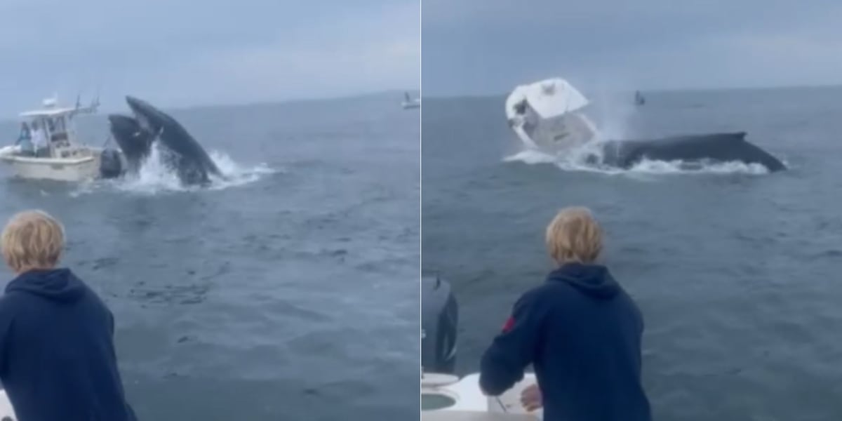 Incredible video shows whale crashing onto boat, sending fishermen into water