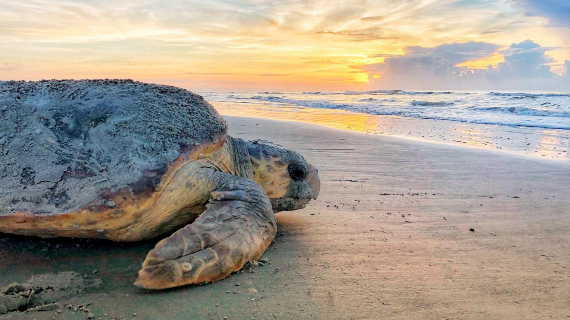 Sea turtles strandings have increased dramatically [Video]