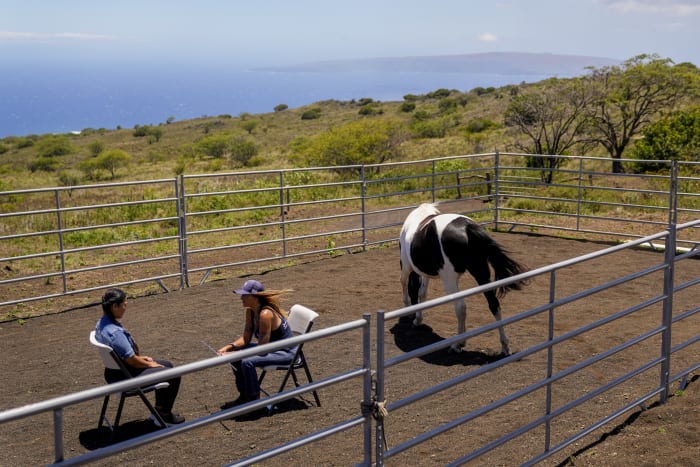 How horses at the Spirit Horse Ranch help Maui wildfire survivors process their grief [Video]