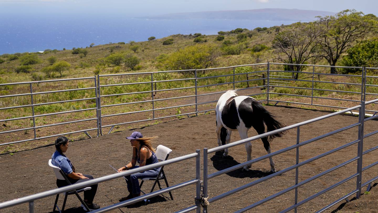 How horses at the Spirit Horse Ranch help Maui wildfire survivors process their grief  WFTV [Video]