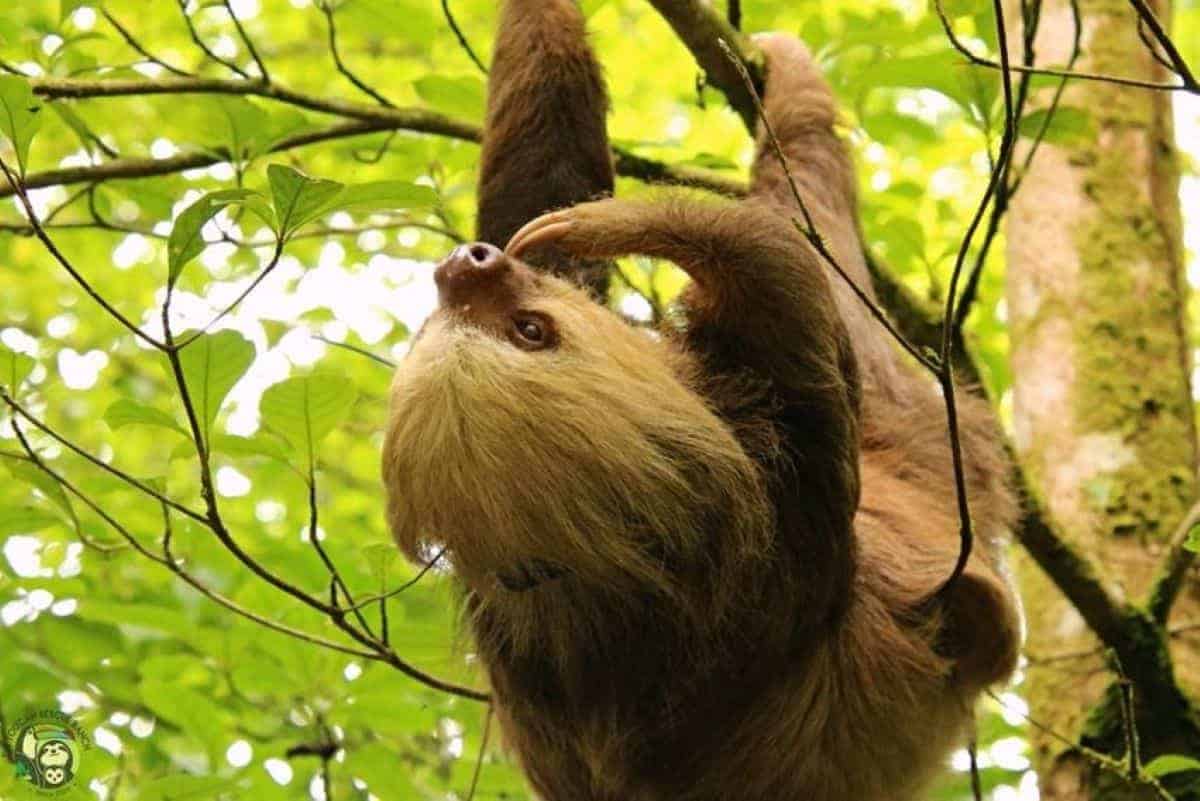 Costa Rica Sloth Rescue Story: The rewilding of Oatmeal, our story of hope [Video]